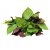 Perila, Shiso 100 g