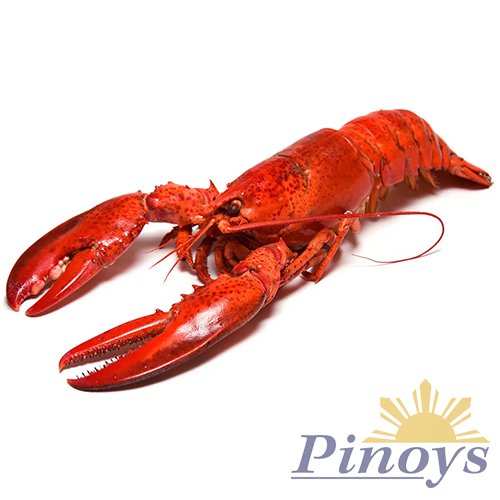 Lobster cooked 300 g - Ocean Choice