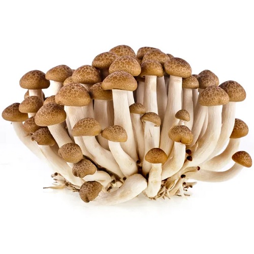 Houby Shimeji, hnědé 150 g