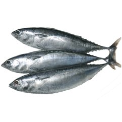 Tuňák nepravý 4/6 1 kg - Asian Pearl