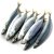 Horse (Scad) Mackerel, Galunggong whole 8/12, raw 1000 g - Asian Pearl