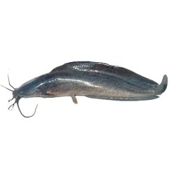 Yellow Walking Catfish (Lele) 500-800 g - Asian Choice