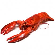 Lobster cooked 300 g - Aquashell