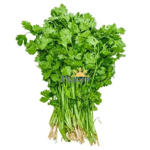 Koriandr s kořínky, svazek, Asie 100 g
