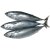 Bullet tuna, tulingan 4/6 1 kg - Asian Pearl