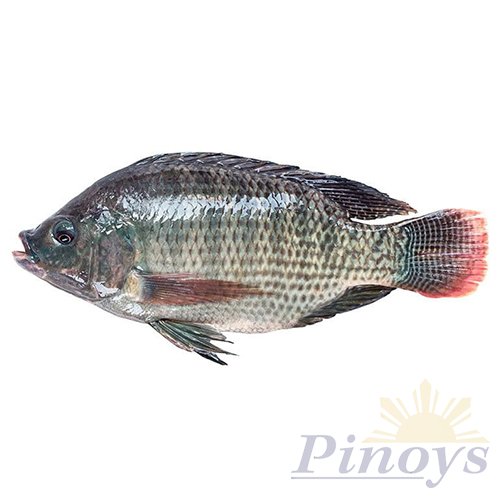 Black Tilapia gutted & descaled 300/500 g a piece - Asian Choice