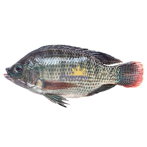 Černá Tilapia kuchaná, bez šupin, cca 300/500 g - Asian Choice