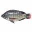 Black Tilapia Gutted & Descaled 500/800 g a piece - Asian Choice