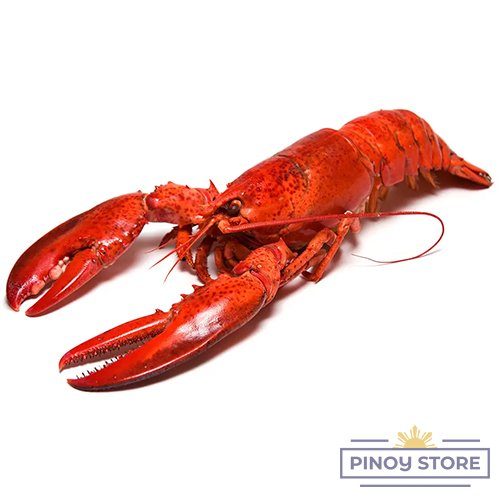 Lobster cooked 300 g - Aquashell