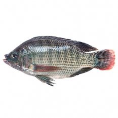 Black Tilapia Gutted & Descaled 500/800 g a piece - Asian Choice