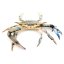 Mražený modrý krab, půlený 11/15 1 kg - Mooijer