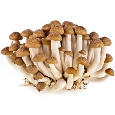 Brown Shimeji Mushrooms 150 g